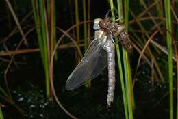 Image of bog hawker