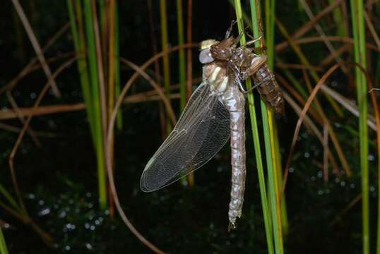 Image of bog hawker