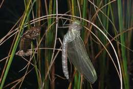 Image of bog hawker