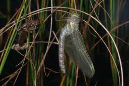 Image of bog hawker