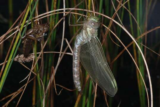 Image of bog hawker