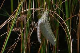 Image of bog hawker