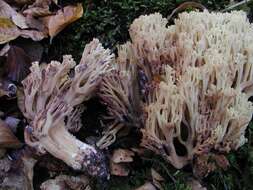 Image of Ramaria sanguinea (Pers.) Quél. 1888