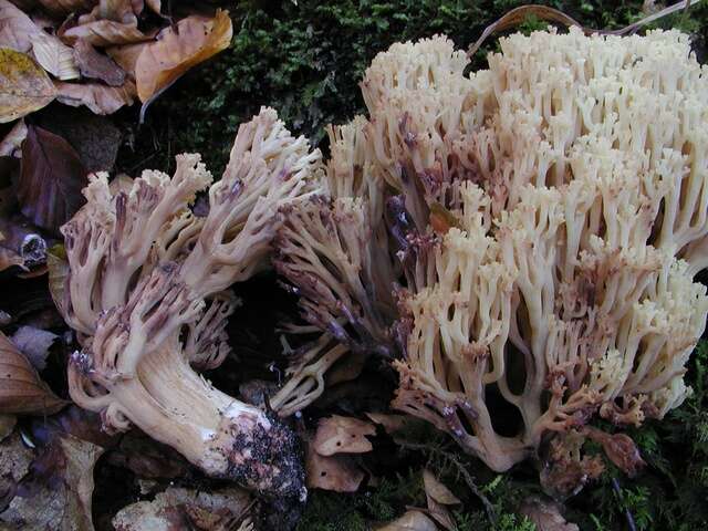 Ramaria sanguinea (Pers.) Quél. 1888的圖片