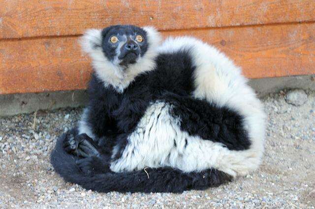 Image of Ruffed lemur