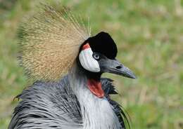 Image of East African Crowned Crane