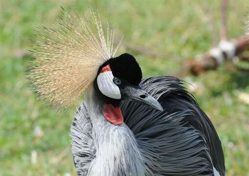 Image of East African Crowned Crane