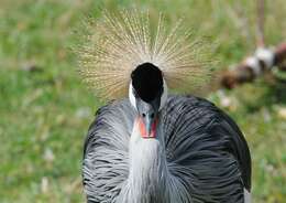 Image of East African Crowned Crane