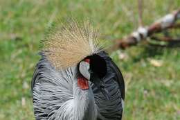 Image of East African Crowned Crane