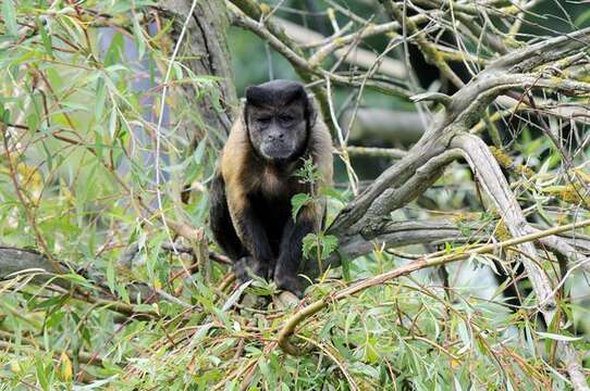 Image of Robust capuchin monkeys