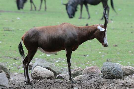 Image of Blesbok