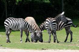 صورة Equus quagga borensis Lönnberg 1921