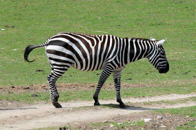 صورة Equus quagga borensis Lönnberg 1921