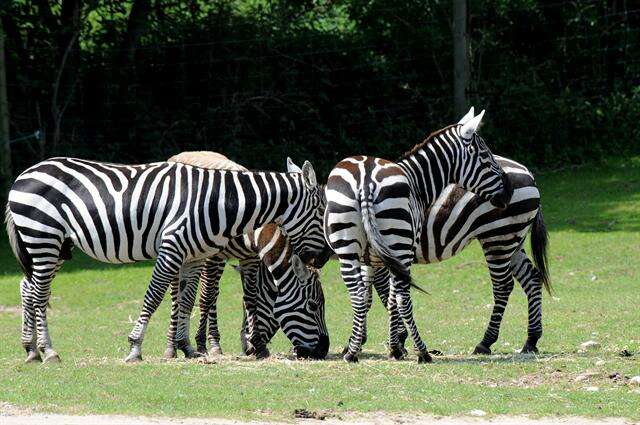 صورة Equus quagga borensis Lönnberg 1921