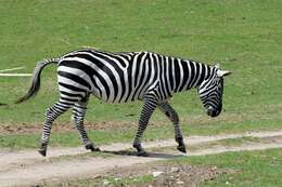 صورة Equus quagga borensis Lönnberg 1921