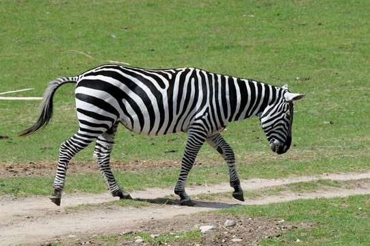 صورة Equus quagga borensis Lönnberg 1921