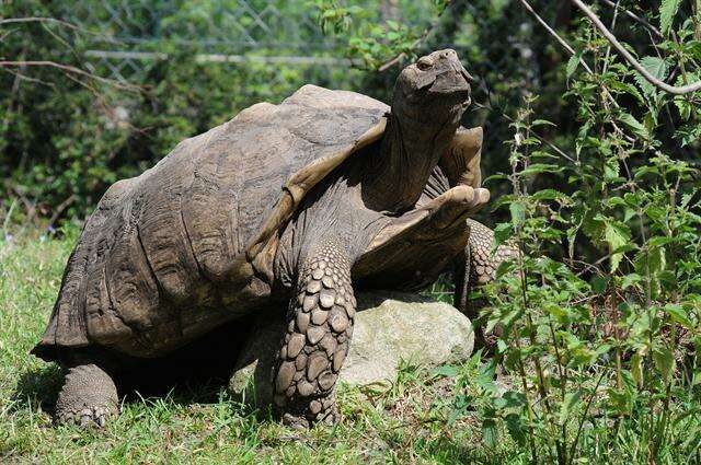 Image of spurred tortoise