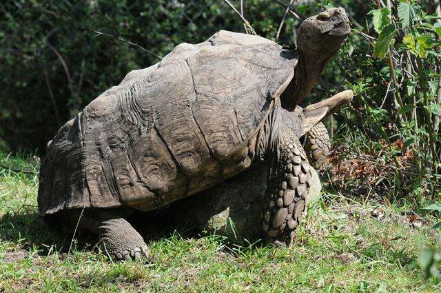 Image of spurred tortoise