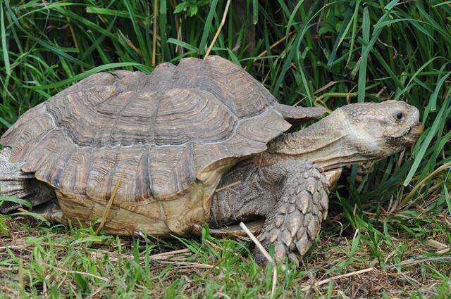 Image of spurred tortoise