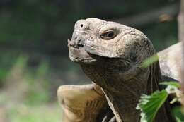 Image of spurred tortoise