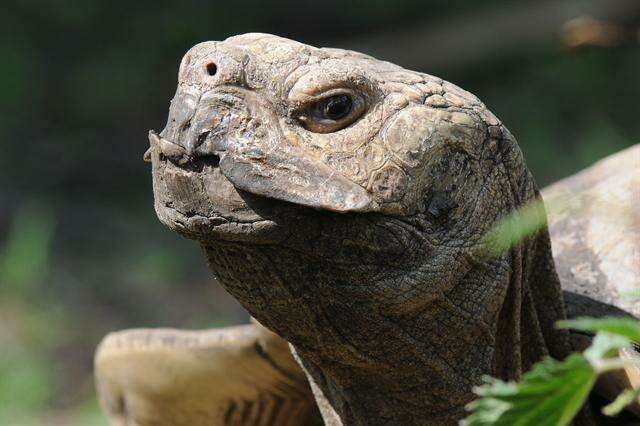 Image of spurred tortoise