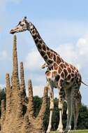 Image of Giraffes