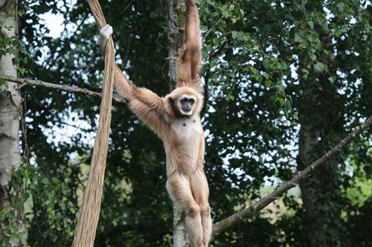 Image of gibbons