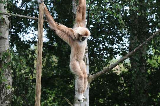 Image of gibbons