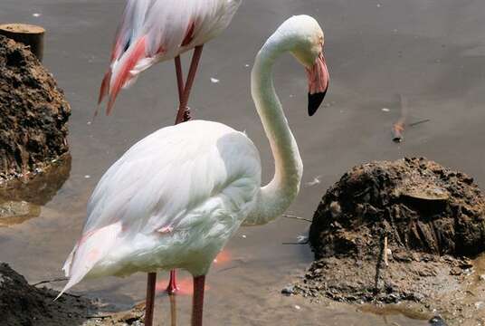 Imagem de Phoenicopteriformes