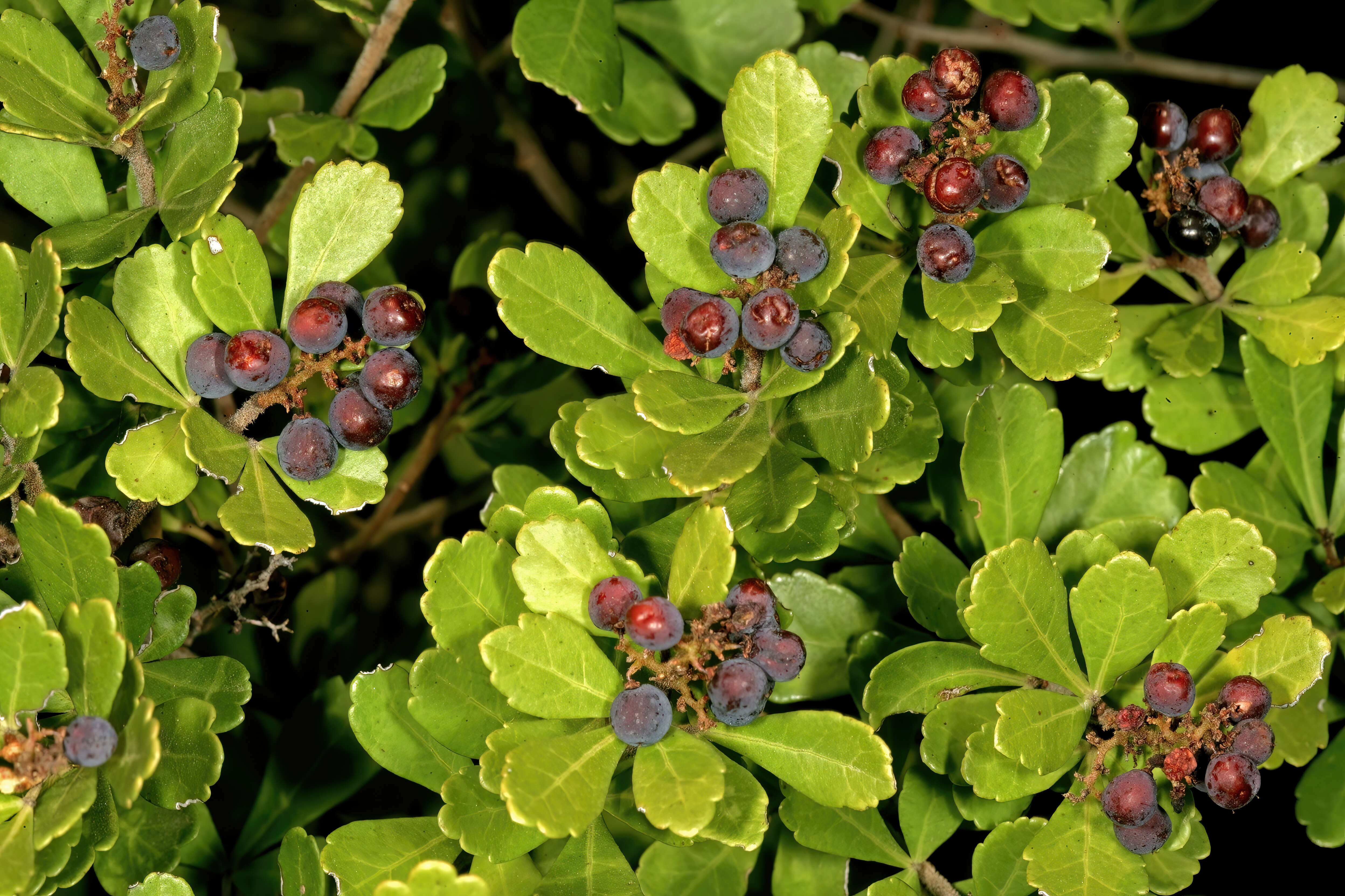 Image of Searsia crenata (Thunb.) Moffett