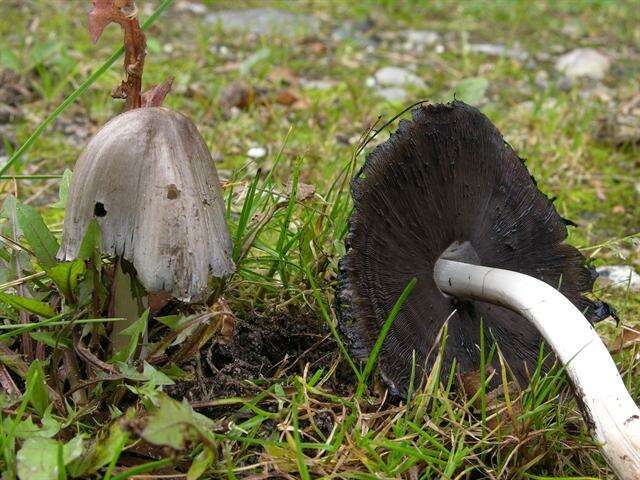 Coprinopsis resmi