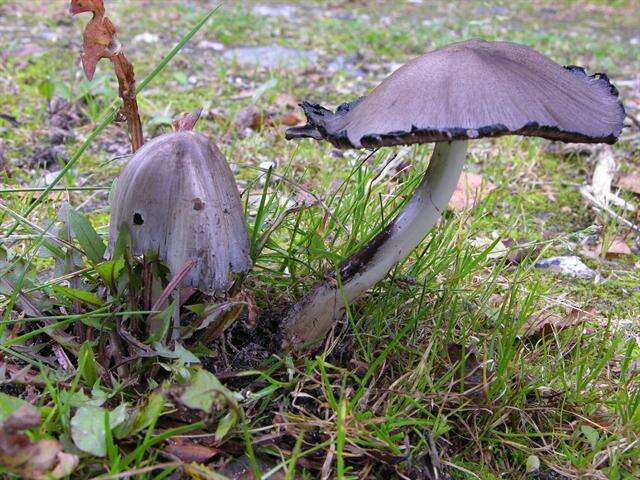 Coprinopsis resmi