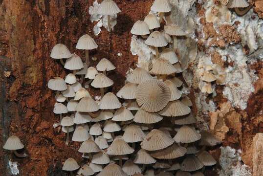 Coprinellus resmi