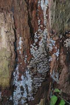 Image of Coprinellus