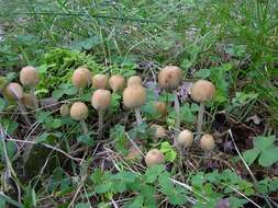 Image of Coprinellus