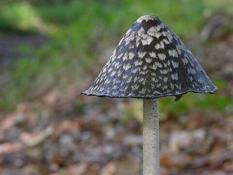 Image de <i>Coprinopsis picaceus</i>