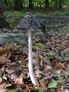 Plancia ëd <i>Coprinopsis picaceus</i>