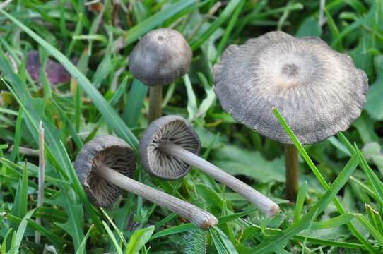 Imagem de Entoloma nitens (Velen.) Noordel. 1979