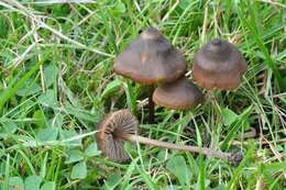 Imagem de Entoloma papillatum (Bres.) Dennis 1953