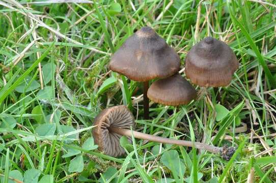 Imagem de Entoloma papillatum (Bres.) Dennis 1953