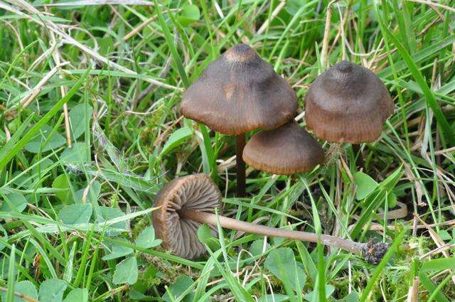 Слика од Entoloma papillatum (Bres.) Dennis 1953