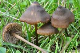 Imagem de Entoloma papillatum (Bres.) Dennis 1953