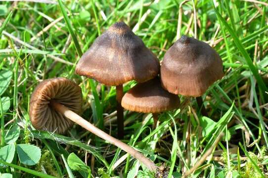 Imagem de Entoloma papillatum (Bres.) Dennis 1953