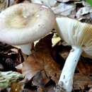 Image of Russula gracillima Jul. Schäff. 1931