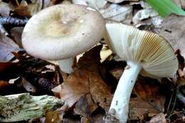 Image of Russula gracillima Jul. Schäff. 1931