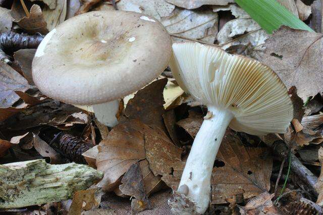 Image of Russula gracillima Jul. Schäff. 1931