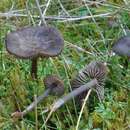 Image of Entoloma fernandae (Romagn.) Noordel. 1979