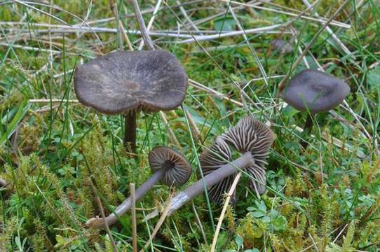 Image of Entoloma fernandae (Romagn.) Noordel. 1979