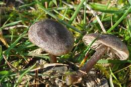 Image of Entoloma fernandae (Romagn.) Noordel. 1979