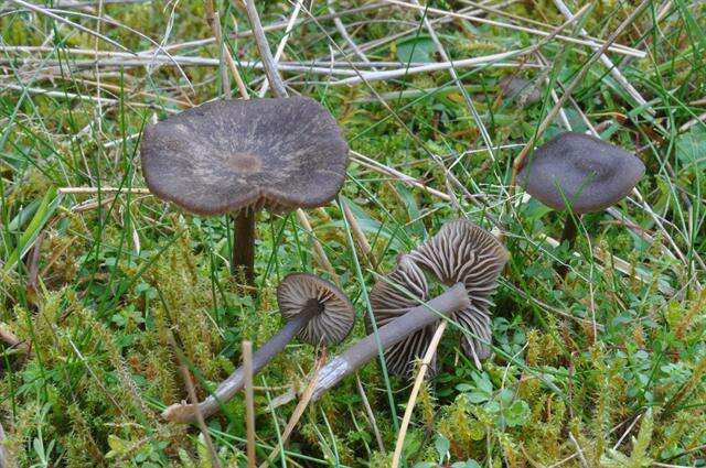 Image of Entoloma fernandae (Romagn.) Noordel. 1979